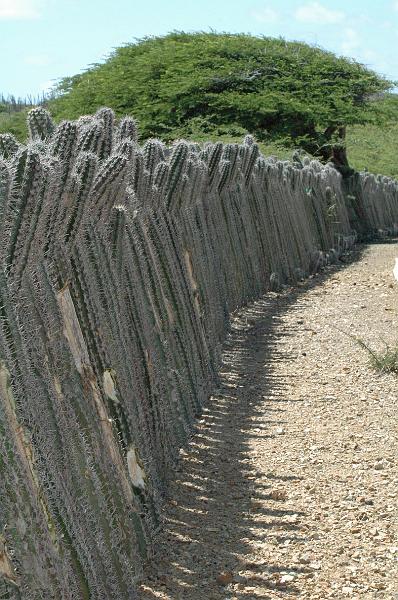 haie de cactus.jpg